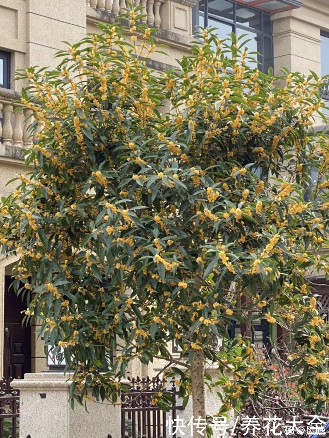 入夏前，10种花要赶紧施肥，不然以后没花看