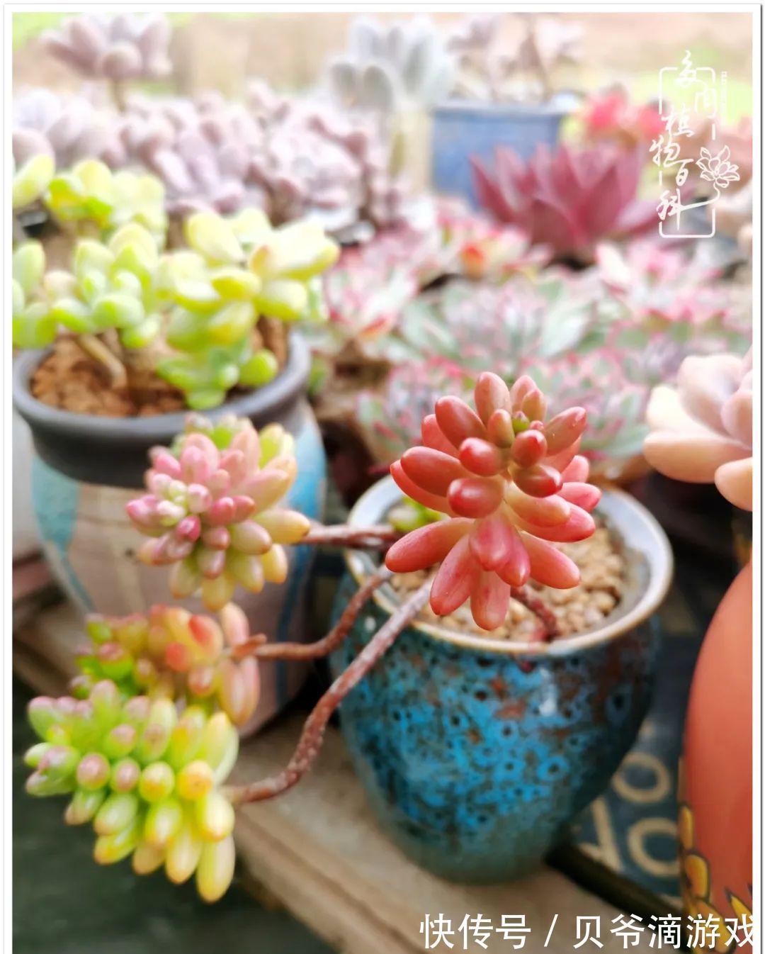 养多肉是喜欢,顺其自然是心境!