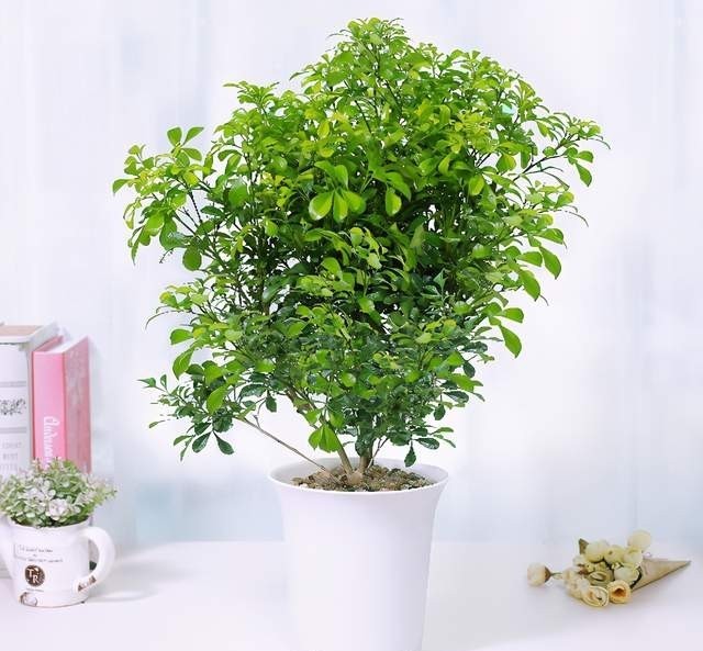 不错|米兰盛开时花香淡雅,叶子四季青翠,养护简单好打理