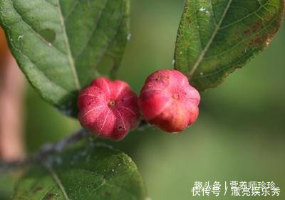 家乡|若你在家乡有幸见到它们，请好好珍惜，药用价值极高，可遇不可求