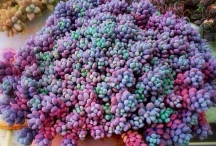 几种花卉花色惊人,层层叠叠超美艳,颜值超高的