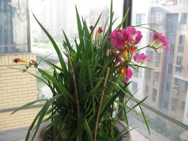 在家制作“催花液”,每个月用一点,花苞枝条猛窜,真耐看!