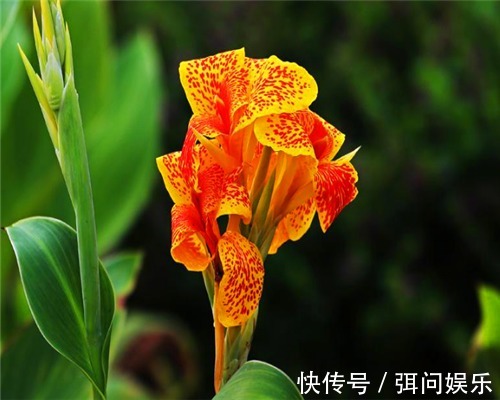 喜欢养花,不如养盆大花美人蕉,花色艳丽形状奇特,养护简单