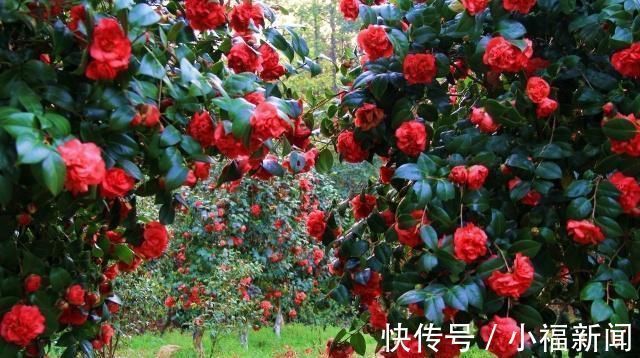 茶花|别再养绿萝了,此花好养易活,花开四季,比玫瑰花香,比牡丹花艳