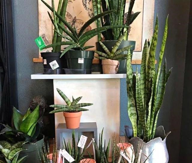 新芽|搬新家之前,一定要养“这6种花”,除“甲醛”效果好