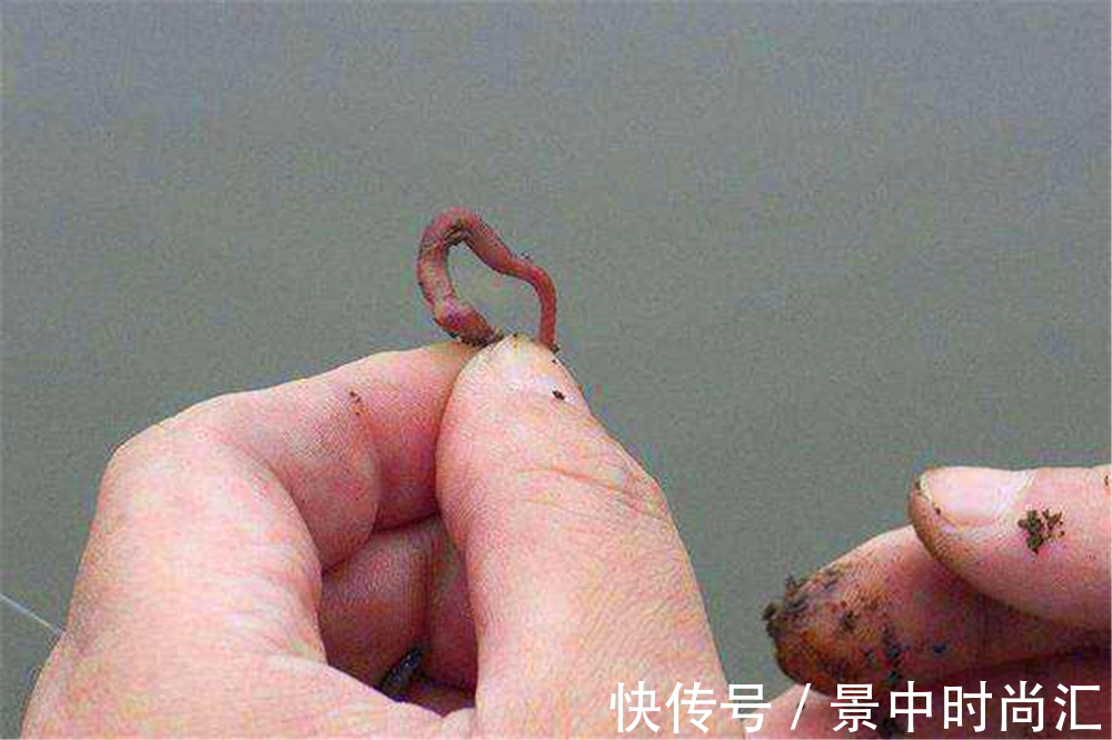 鱼口|野钓秘方:秋天用蚯蚓钓鲫鱼,最好增加2个步骤,咬钩量提升10倍