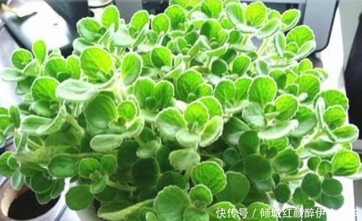 “5种花”是爆盆能手,好养易活,直接开成“花海”,太美了!