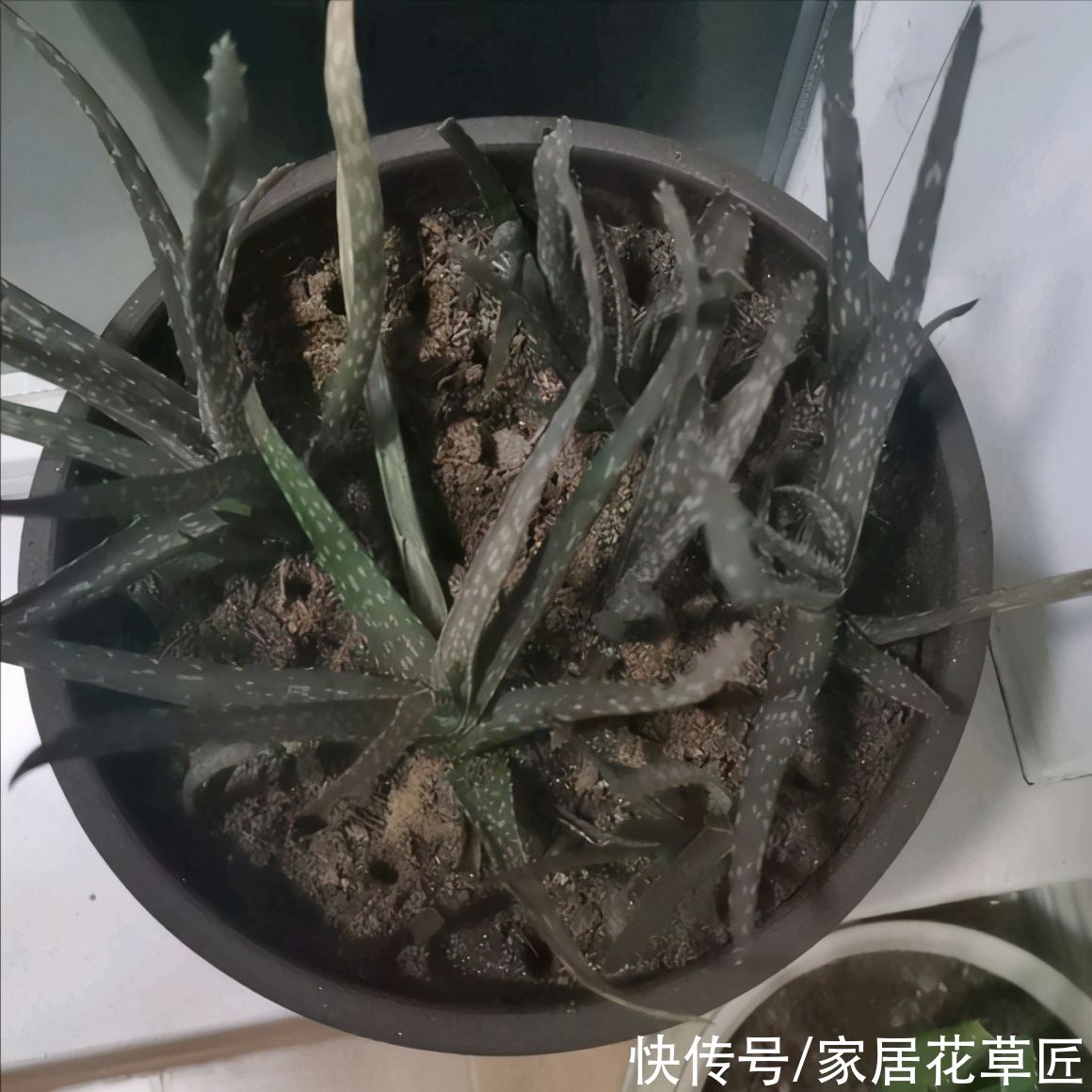 金钱树|夏天到了，8种花要及时控水，越热越不能浇水，一浇就出问题