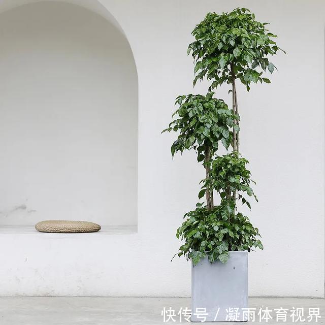 幸福树|2021年最流行的客厅花卉植物，看看哪种最适合你家