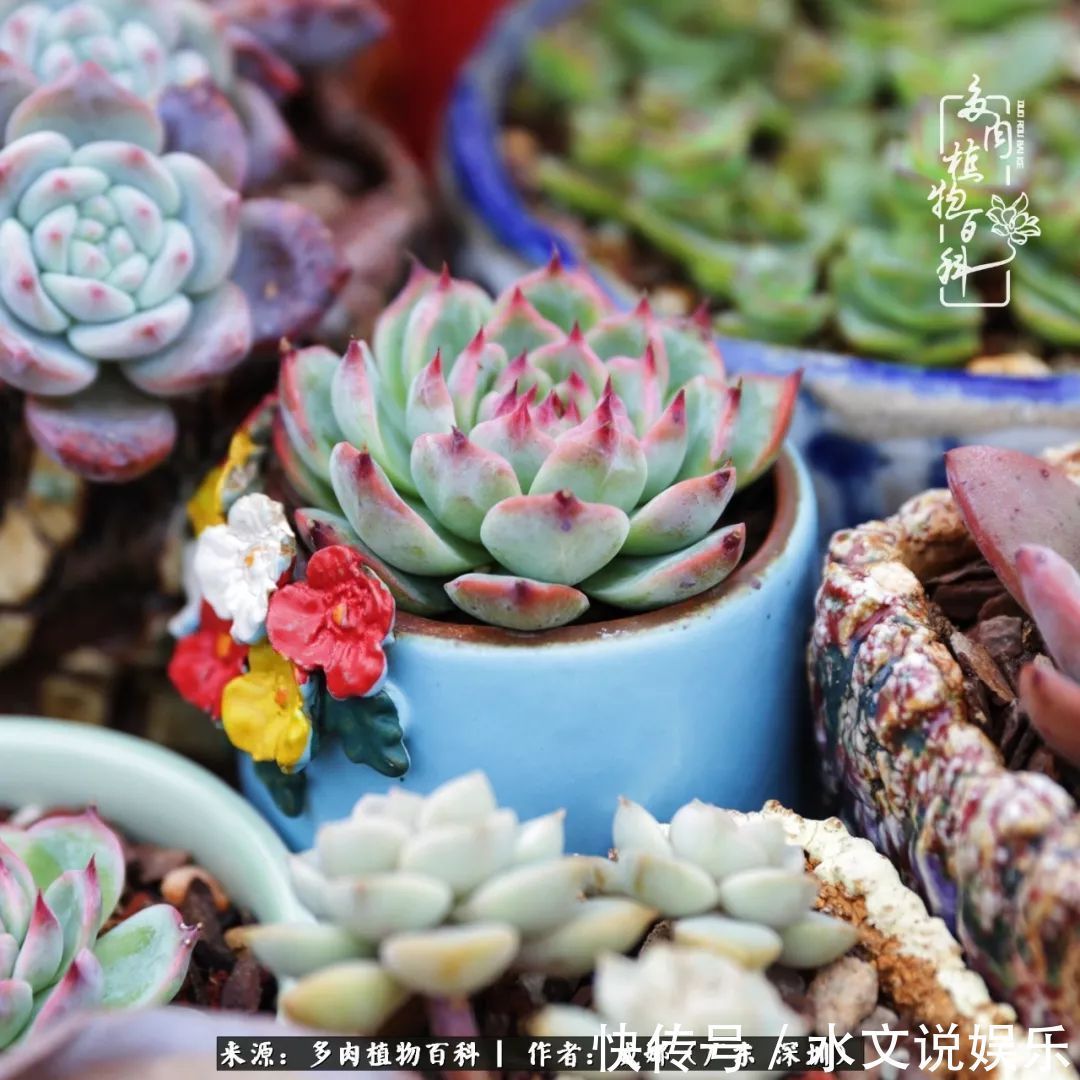 日子|笼子里露养的多肉,越养越美!有多肉的日子伴着小确幸!