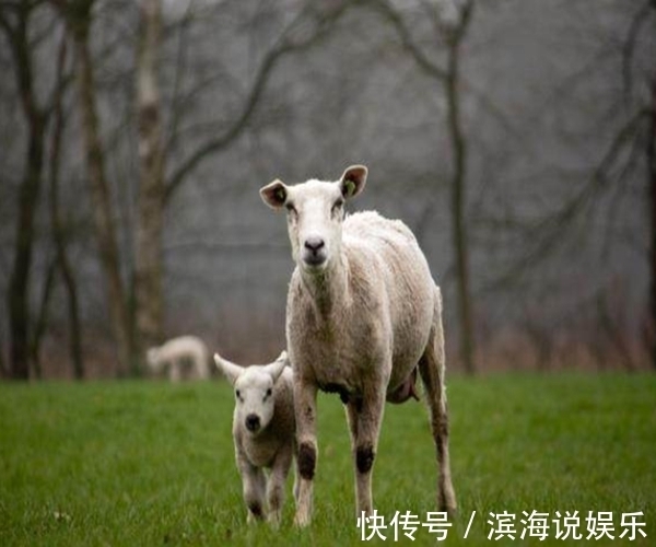 桃花运|一辈子“不缺男人的”4大生肖女，桃花运旺盛，容易受男人追捧