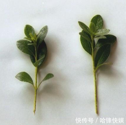 到了秋天只能扦插这4种花，剪根枝条能生根，来年开花香满屋
