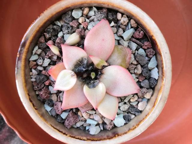 雨水|10种不能淋雨的花,淋完雨就死,盆栽养花注意事项