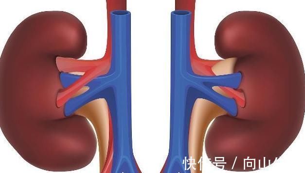 冬季|冬季是养肾“黄金期”,常吃3物,可能滋养肾脏效果好,不要忽视