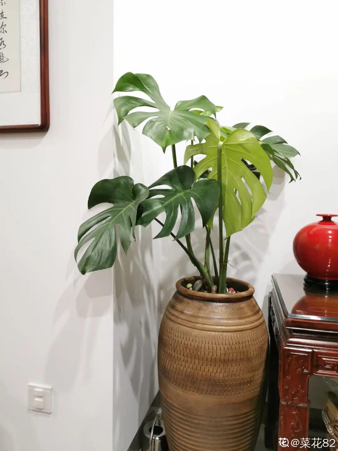 爷爷的破茶壶,全被我拿来养花,省下大笔花盆钱!