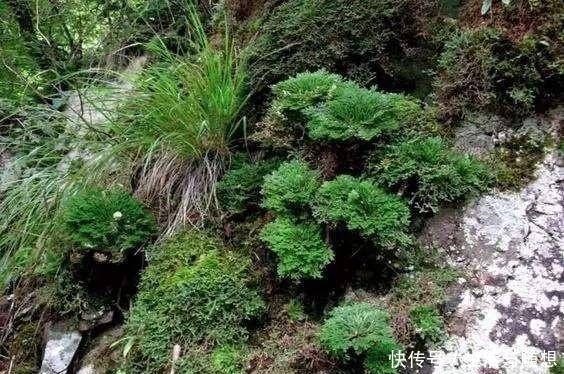悬崖上一种植物，挖回家养盆里，2年长成盆景，给钱也不卖！