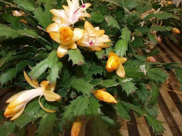 叶片|蟹爪兰来点“甜水”,不烂根不黄叶,枝枝开花红满盆!