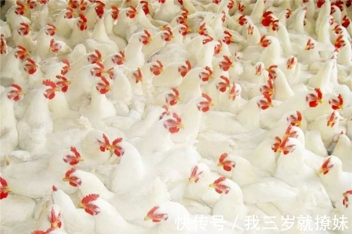 杏仁核|没有与鸡有过任何接触,却莫名其面害怕,这到底是什么原因?