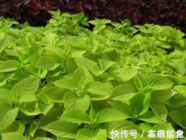 并发症|糖尿病者,身体出现4种表现,或是尿毒症“找上门”,莫忽视