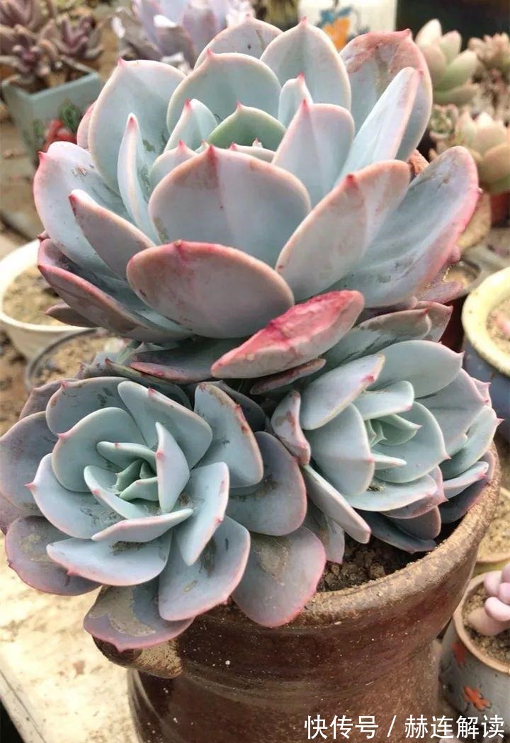 艾伦|姐姐养了9年的多肉,没有买肥就用它,个个长成精!