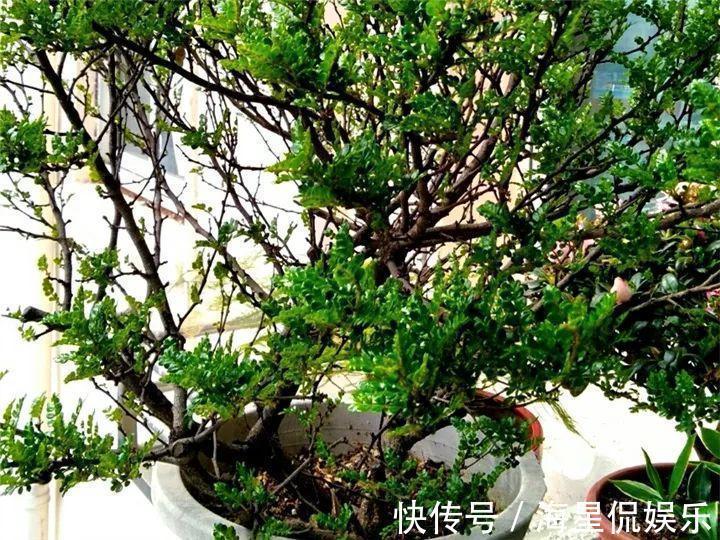 天后|10个养花的坏习惯,赶紧改,不然真是浪费钱!