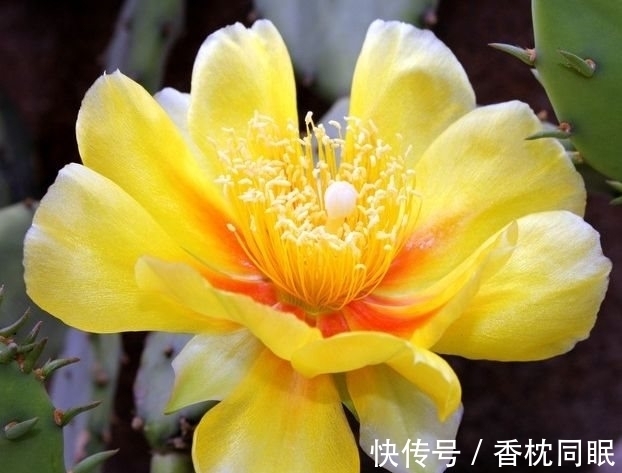 吉祥高照|农历十一月大雪过后,养什么花?家里养3种花,吉祥高照福临小院