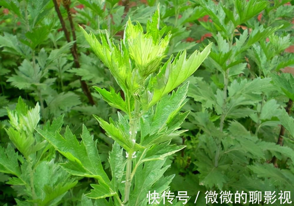 美味佳肴|6种常见野菜，比青菜好吃营养，解腻养人，你吃过几种？不要错过