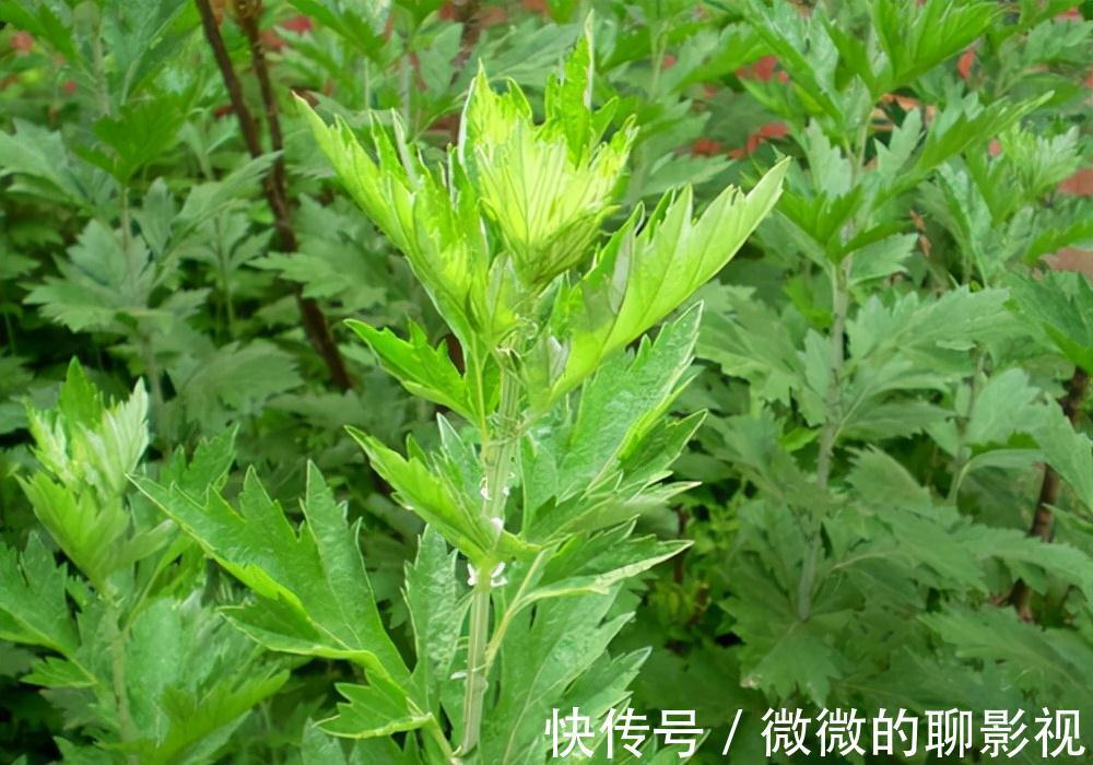 美味佳肴|6种常见野菜,比青菜好吃营养,解腻养人,你吃过几种?不要错过