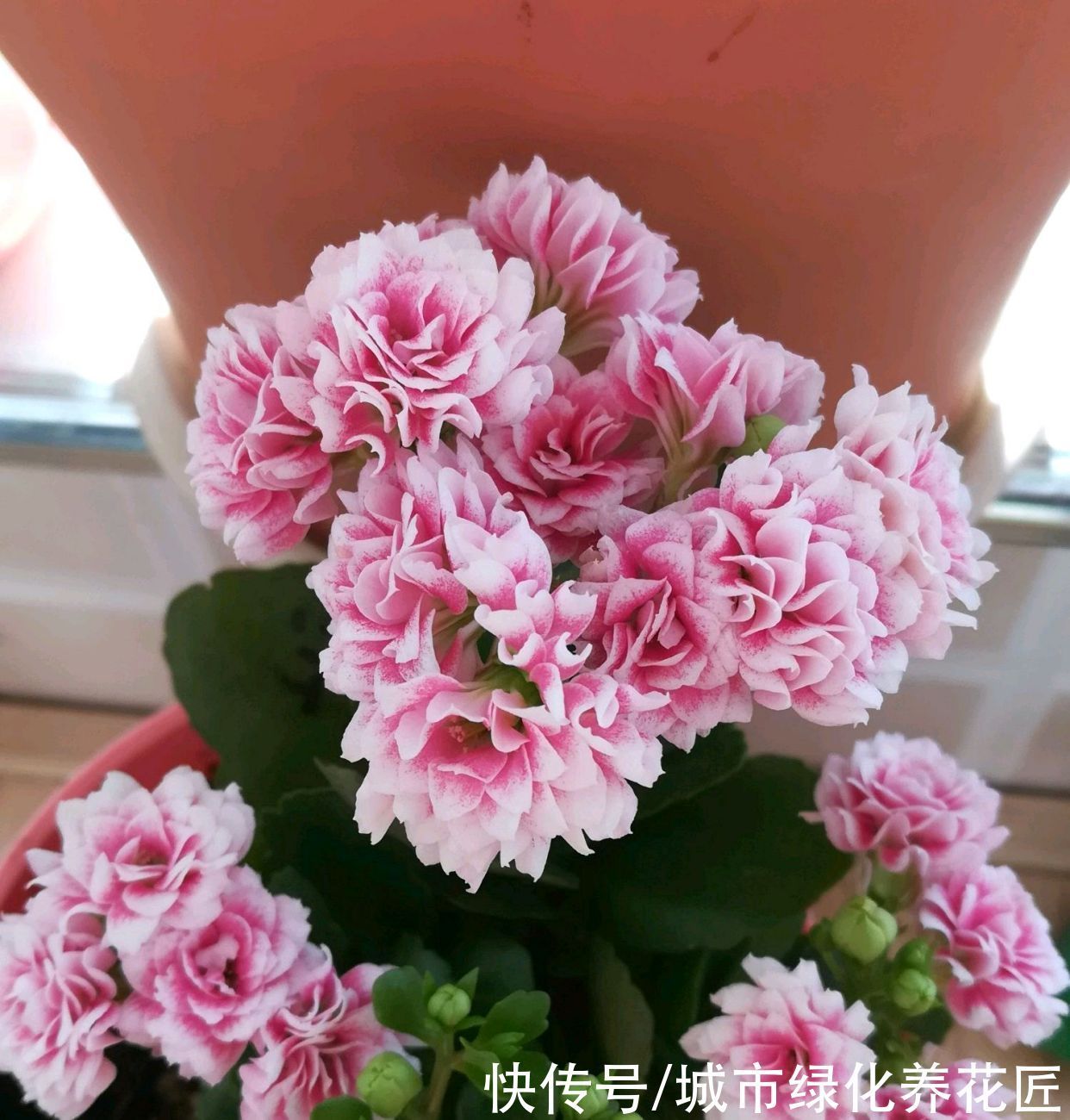 长寿花打花苞20天了还开不出来怎么办？套个黑袋子，3天花满盆