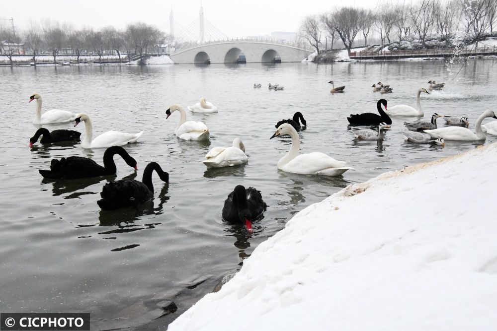 广平|河北广平：雪后天鹅湖美景如画