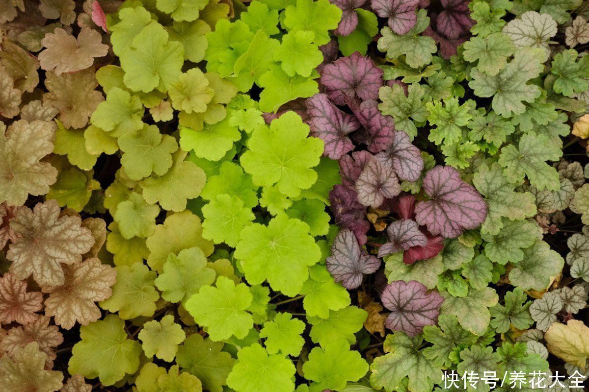 油画|9种叶子花比花还美，叶子像油画，还特耐阴