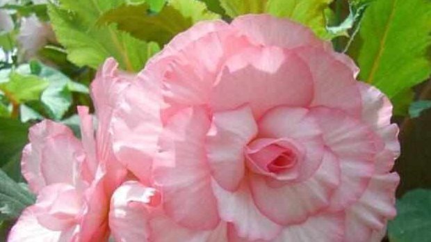 这5种花耐阴又好养,净化空气一级棒,家里养1盆,异味都消失