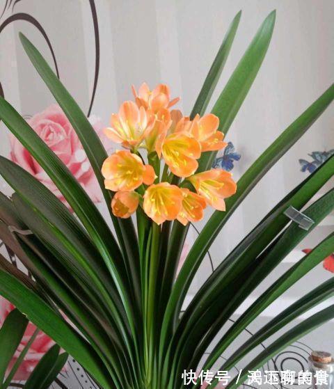 矿泉水瓶|给君子兰喝一种饮料，一年长6片叶片，闪亮发光