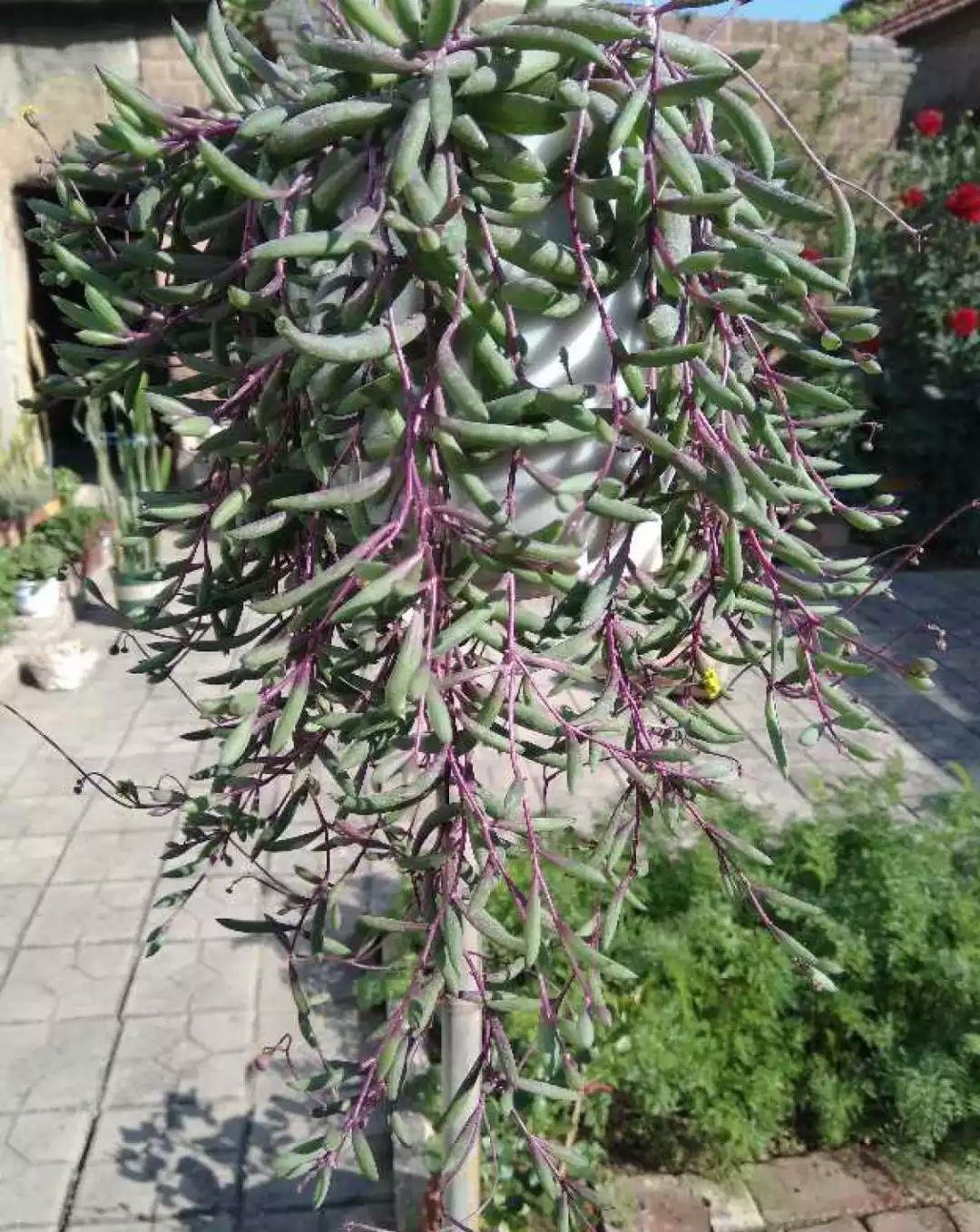 家里养盆它,挂窗边垂下2米绿窗帘,一开花更美!