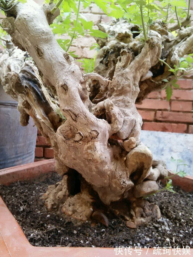 黄荆盆景老桩根部刚萌发的新芽要不要抹掉生桩和熟桩有区别