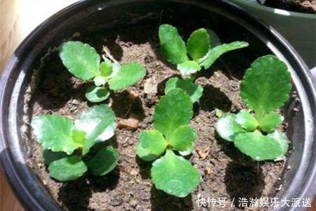 修剪|家有长寿花,还没“修剪”小心晚了时间,秋天不开花!