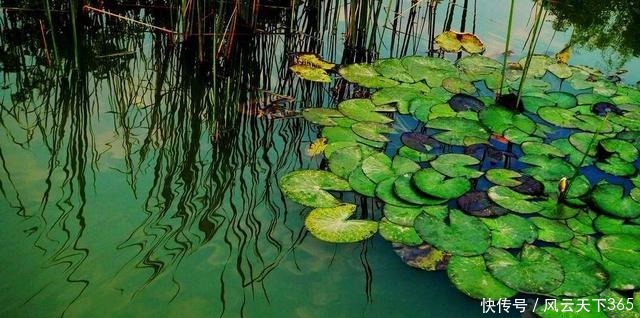 老话讲“钓鱼要钓草,不然要白跑”!但这4种水草钓也白跑