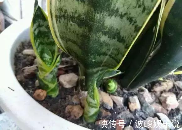 新芽|虎尾兰盆里加点2种“液体”,新芽不断,叶子挺拔,开花特香!