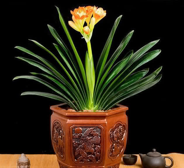 春天君子兰,能长8片叶?很简单,满足4个小条件就好啦