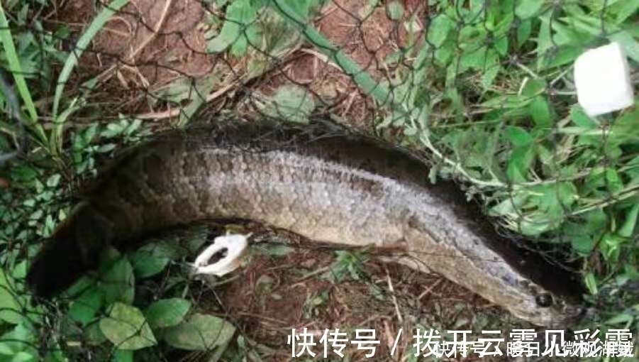 难道这才是黑鱼一次次上钩的原因?果断尝试这新钓法,彻底服了