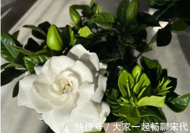 如果不是万不得已,3种花年后再买,省钱又好养