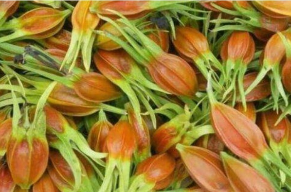 黄栀子|女性常吃此物,不贫血,没白发,不近视,抗衰老,好处多多