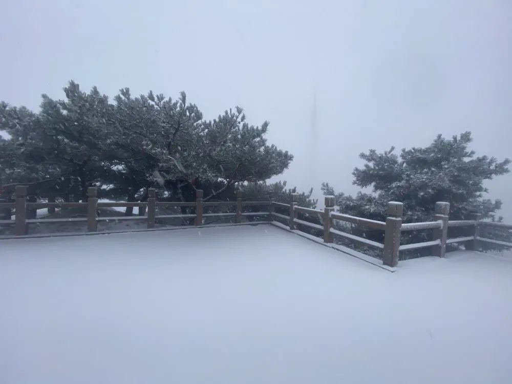  最低温|下雪了！下雪了！山东多地喜提今冬第一场雪！明天最低温降至-4℃！