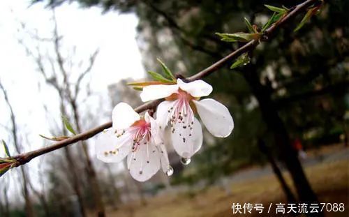 七绝《春之雨景》新韵