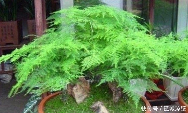 在水里滴点它,用来喷洒文竹、绿萝、君子兰,叶子立马绿得发亮