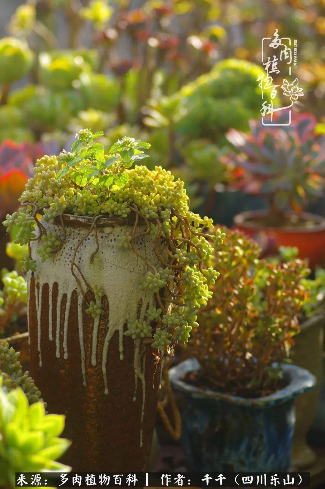夏天日晒雨淋,秋老虎来势汹汹,你的多肉准备好逆袭了吗