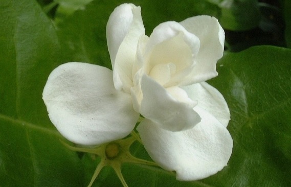 在家养花总是养不活,试试这些花草,易成活生根快,开花爆满