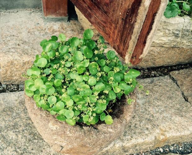 铜钱草开花了，剪掉还是留下“1步”让它叶片绿多又大长爆盆