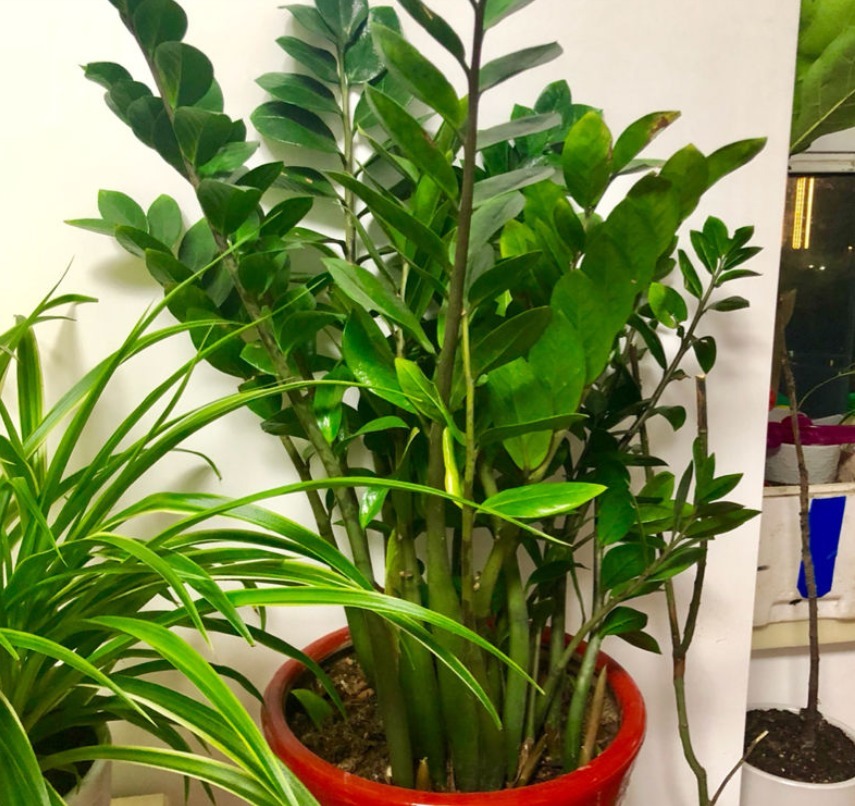 金钱树长得快、蹿新芽，注意一个问题，叶子绿得冒油！