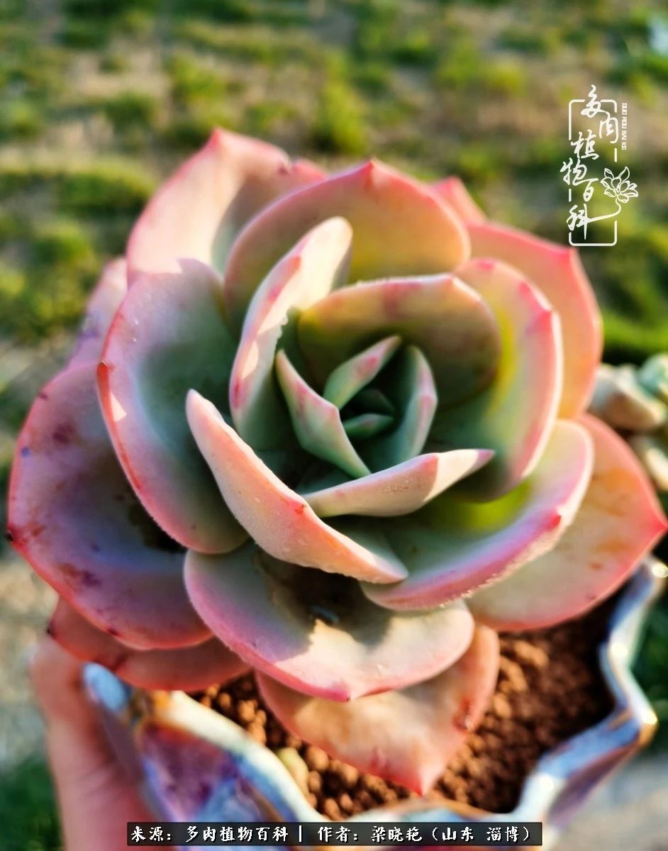 多肉植物|暑往秋来，夏天成了故事，迎来多肉最美的季节！